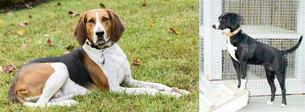 Stephens Stock vs American English Coonhound - Breed Comparison