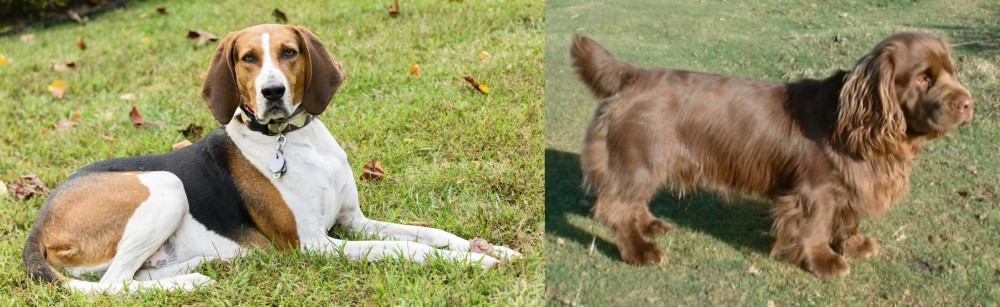 Sussex Spaniel vs American English Coonhound - Breed Comparison