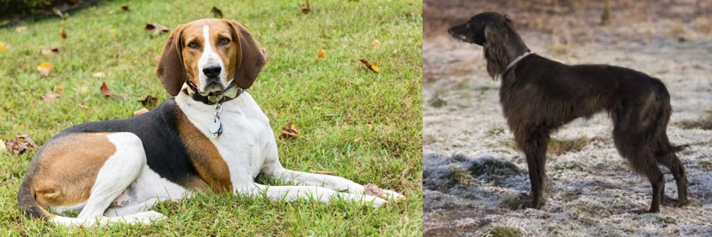 Taigan vs American English Coonhound - Breed Comparison