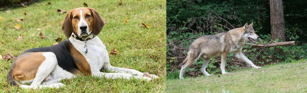 Tamaskan vs American English Coonhound - Breed Comparison