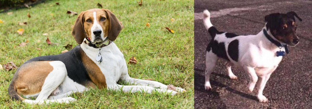 Teddy Roosevelt Terrier vs American English Coonhound - Breed Comparison