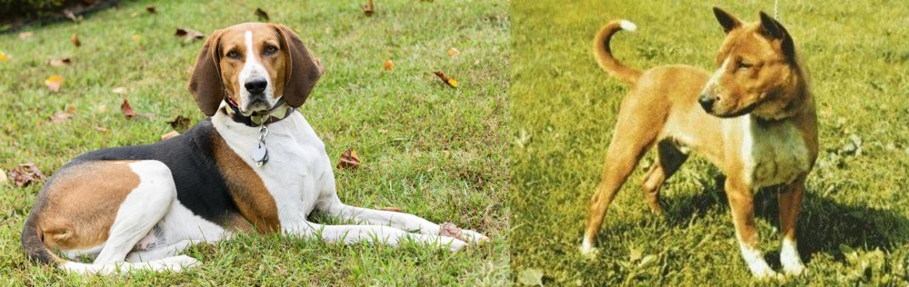 Telomian vs American English Coonhound - Breed Comparison