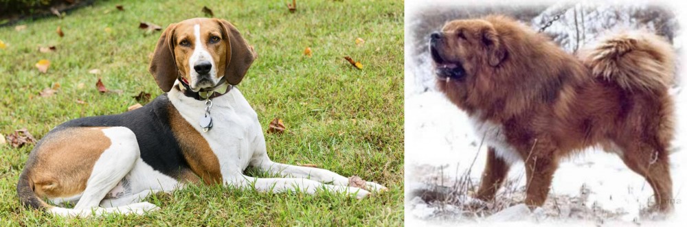 Tibetan Kyi Apso vs American English Coonhound - Breed Comparison