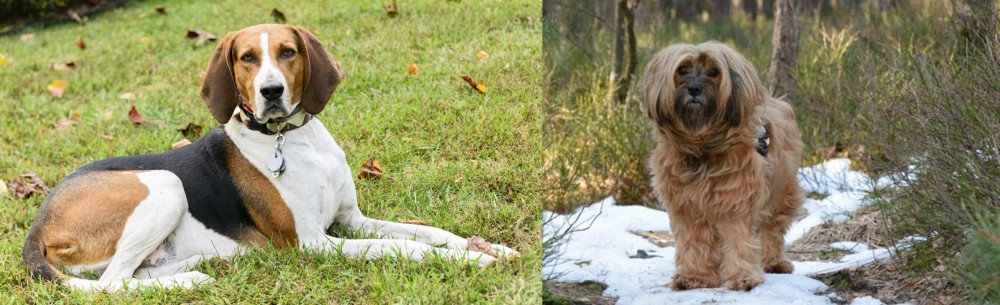 Tibetan Terrier vs American English Coonhound - Breed Comparison