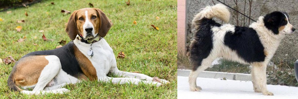 Tornjak vs American English Coonhound - Breed Comparison