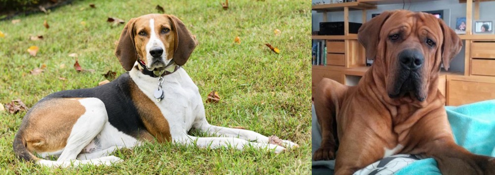 Tosa vs American English Coonhound - Breed Comparison