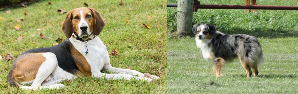 Toy Australian Shepherd vs American English Coonhound - Breed Comparison