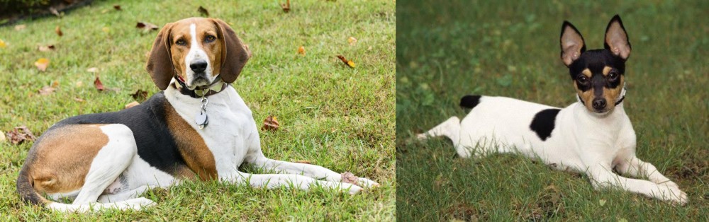 Toy Fox Terrier vs American English Coonhound - Breed Comparison