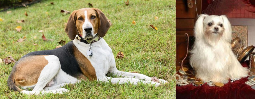 Toy Mi-Ki vs American English Coonhound - Breed Comparison