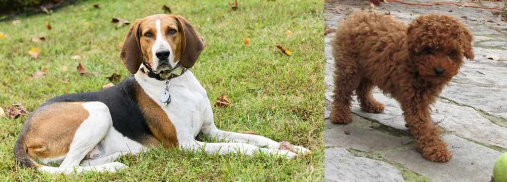 Toy Poodle vs American English Coonhound - Breed Comparison