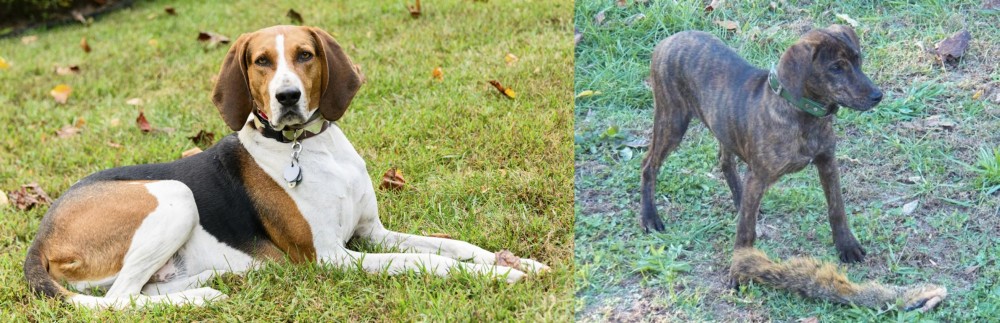 Treeing Cur vs American English Coonhound - Breed Comparison