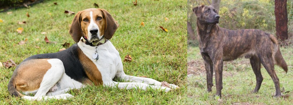 Treeing Tennessee Brindle vs American English Coonhound - Breed Comparison