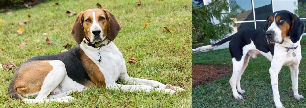 Treeing Walker Coonhound vs American English Coonhound - Breed Comparison