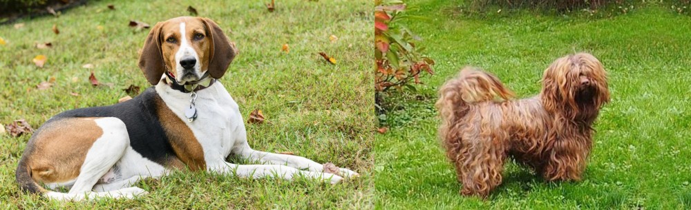 Tsvetnaya Bolonka vs American English Coonhound - Breed Comparison