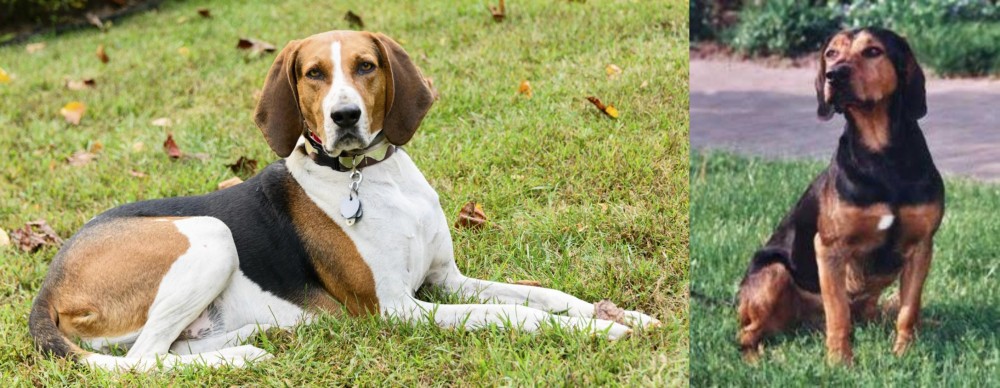 Tyrolean Hound vs American English Coonhound - Breed Comparison