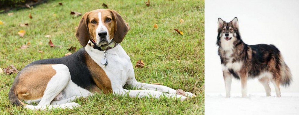 Utonagan vs American English Coonhound - Breed Comparison