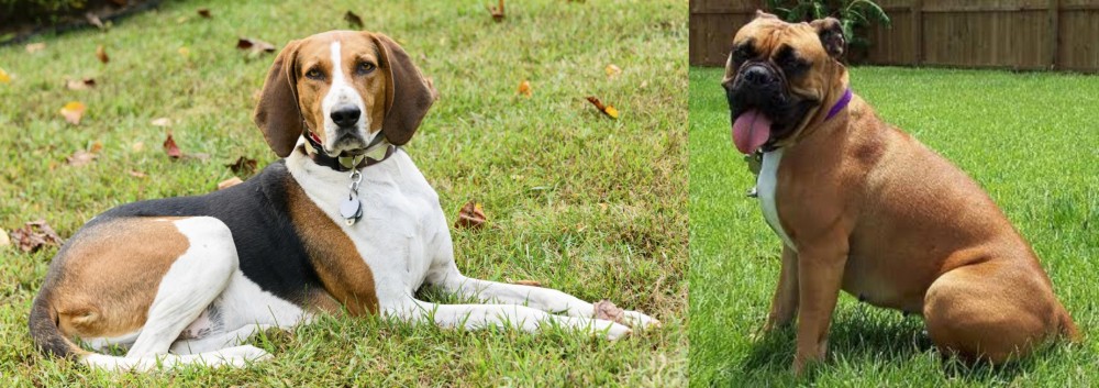 Valley Bulldog vs American English Coonhound - Breed Comparison