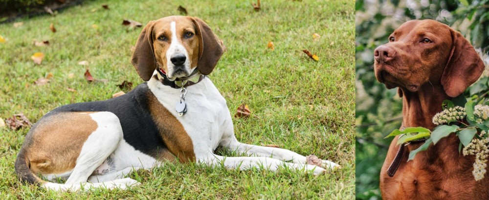 Vizsla vs American English Coonhound - Breed Comparison