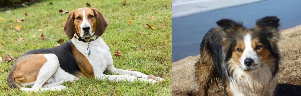 Welsh Sheepdog vs American English Coonhound - Breed Comparison