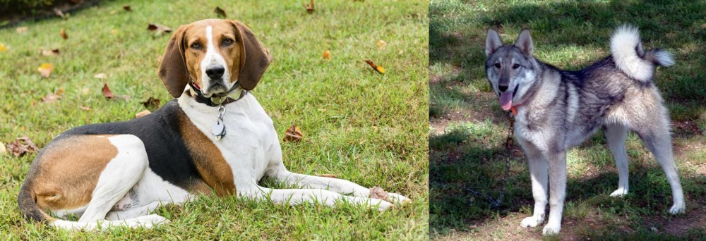 West Siberian Laika vs American English Coonhound - Breed Comparison