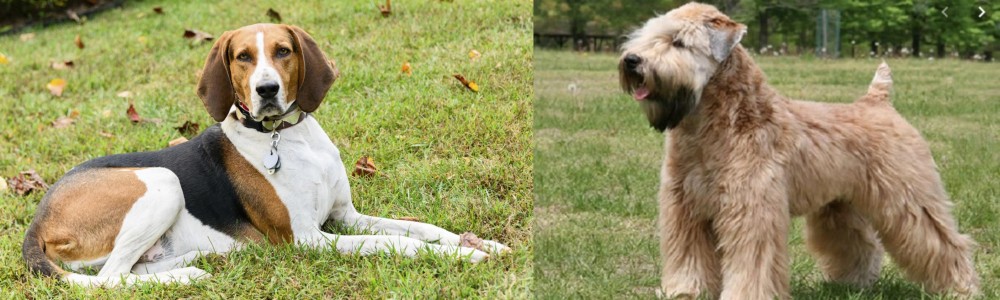 Wheaten Terrier vs American English Coonhound - Breed Comparison