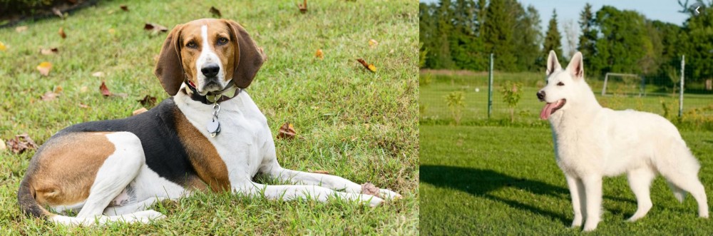 White Shepherd vs American English Coonhound - Breed Comparison