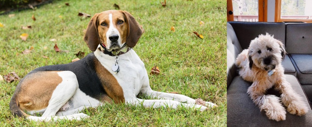 Whoodles vs American English Coonhound - Breed Comparison