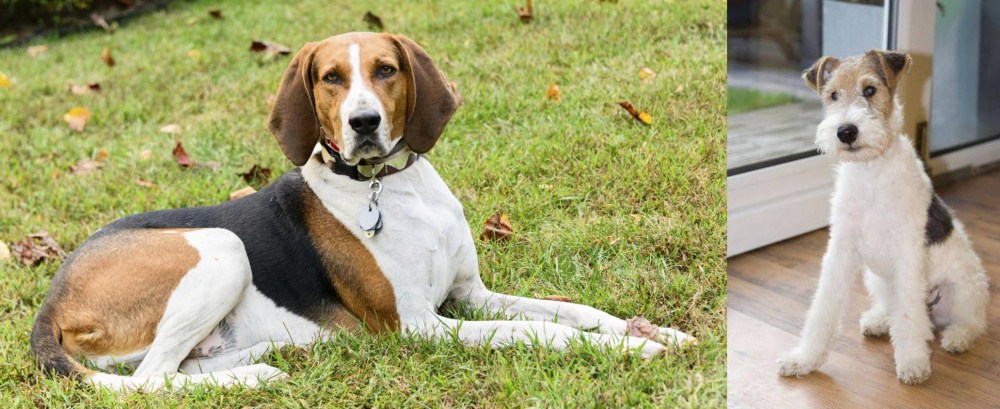 Wire Fox Terrier vs American English Coonhound - Breed Comparison