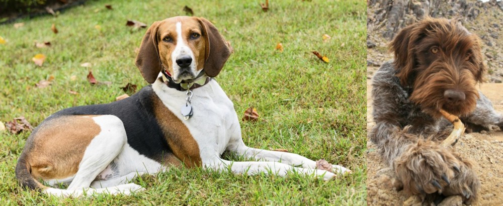 Wirehaired Pointing Griffon vs American English Coonhound - Breed Comparison