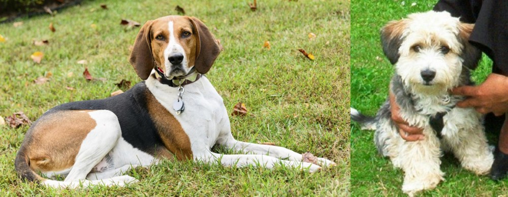 Yo-Chon vs American English Coonhound - Breed Comparison