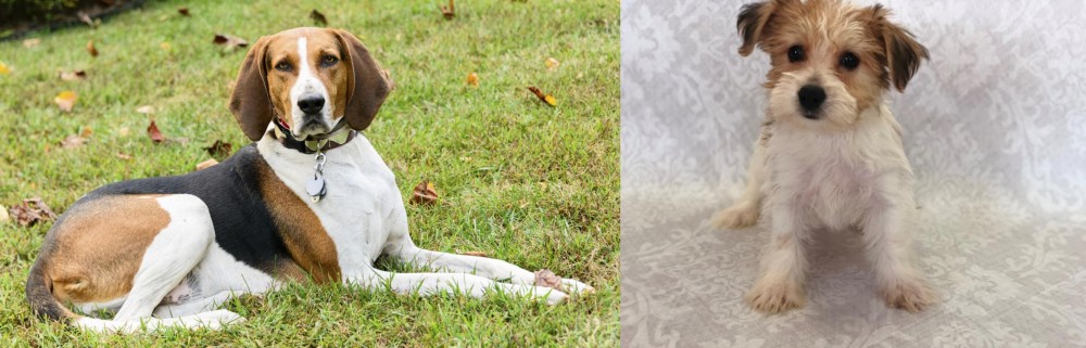 Yochon vs American English Coonhound - Breed Comparison