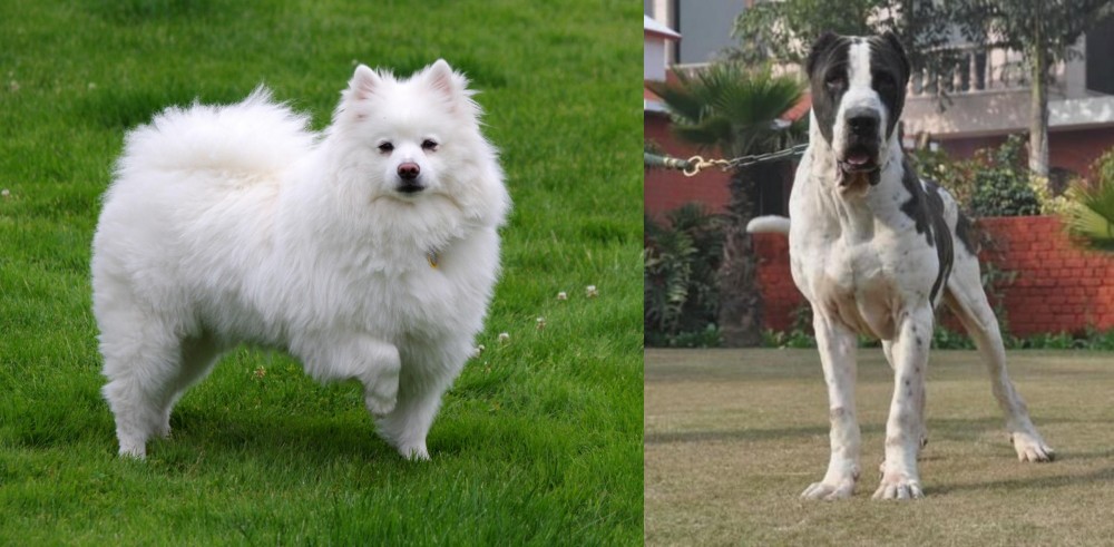 Alangu Mastiff vs American Eskimo Dog - Breed Comparison