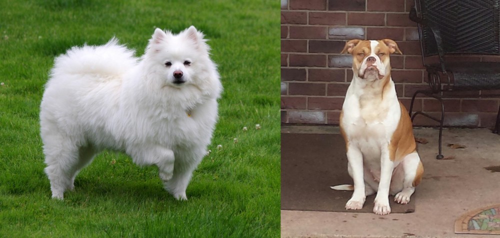 Alapaha Blue Blood Bulldog vs American Eskimo Dog - Breed Comparison