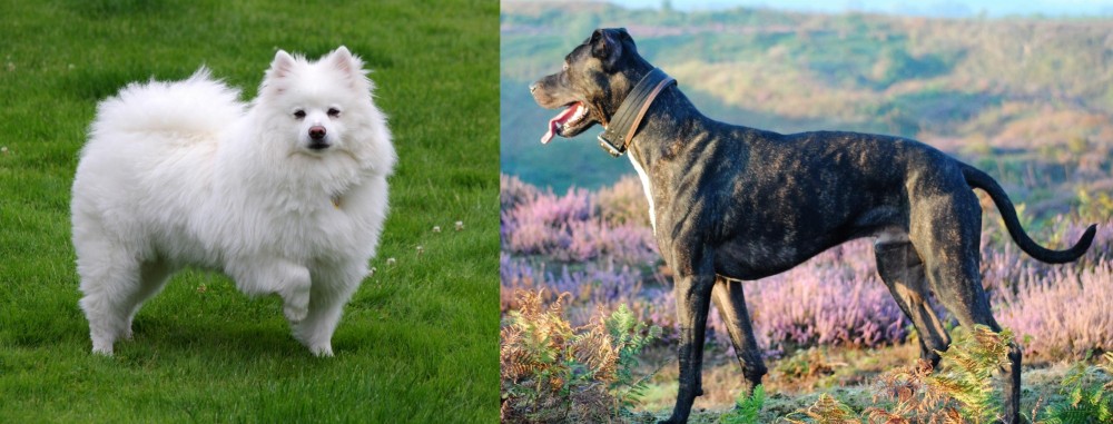 Alaunt vs American Eskimo Dog - Breed Comparison