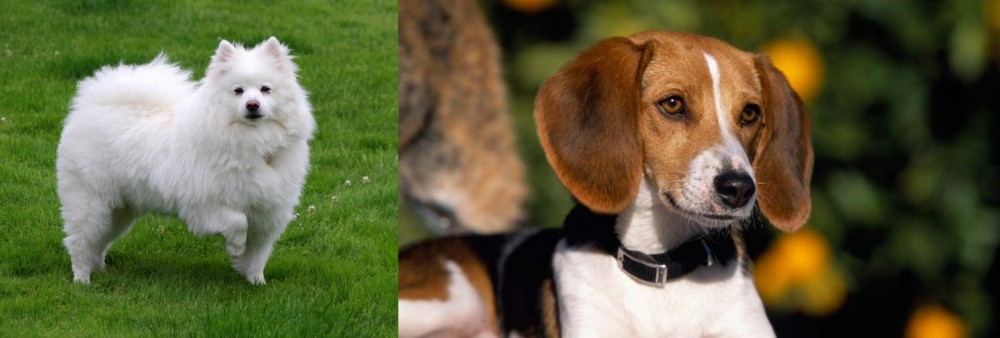 American Foxhound vs American Eskimo Dog - Breed Comparison