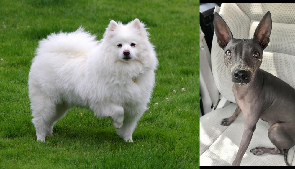 American Hairless Terrier vs American Eskimo Dog - Breed Comparison
