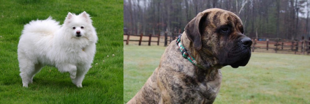 American Mastiff vs American Eskimo Dog - Breed Comparison