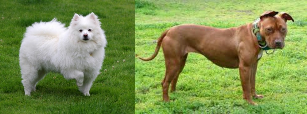 American Pit Bull Terrier vs American Eskimo Dog - Breed Comparison