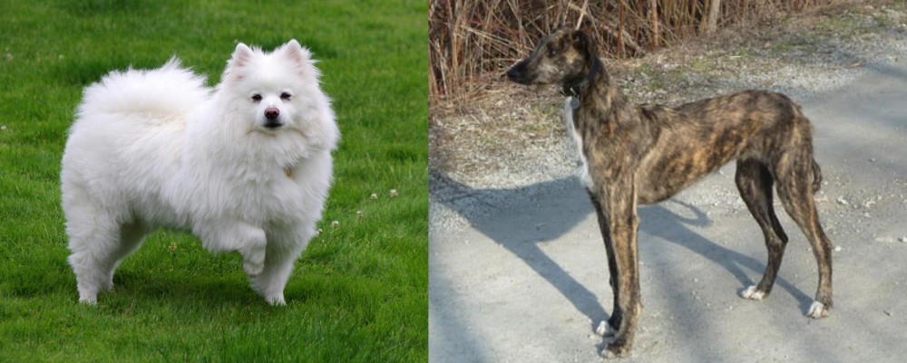 American Staghound vs American Eskimo Dog - Breed Comparison