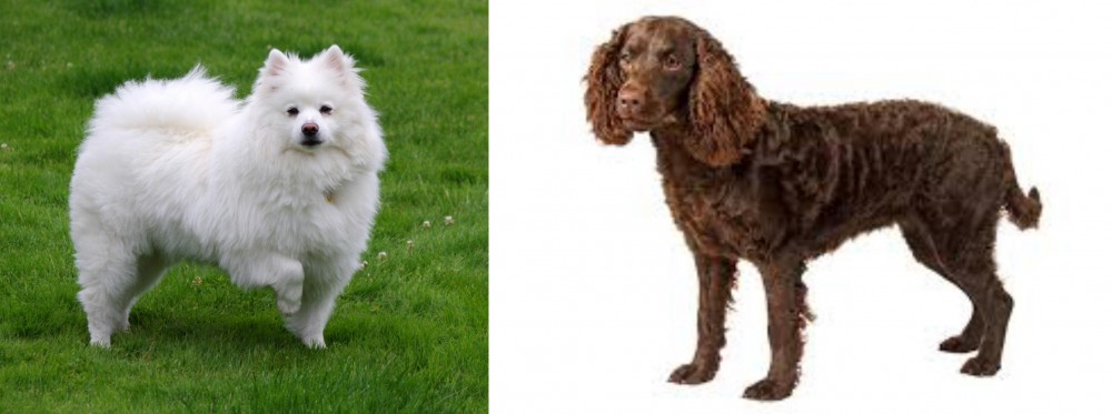 American Water Spaniel vs American Eskimo Dog - Breed Comparison