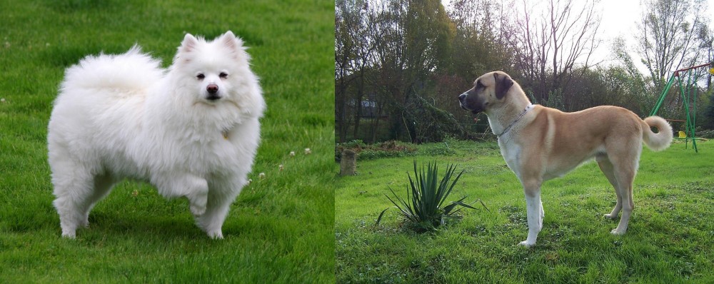 Anatolian Shepherd vs American Eskimo Dog - Breed Comparison