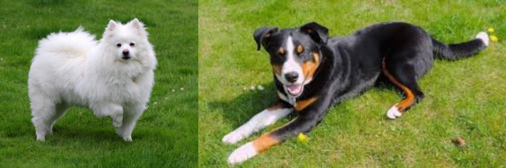 Appenzell Mountain Dog vs American Eskimo Dog - Breed Comparison