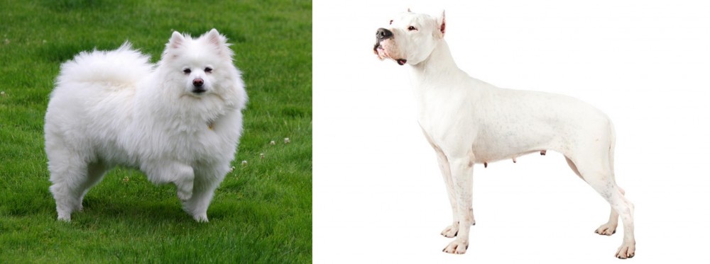 Argentine Dogo vs American Eskimo Dog - Breed Comparison