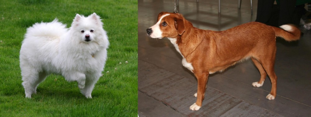 Austrian Pinscher vs American Eskimo Dog - Breed Comparison