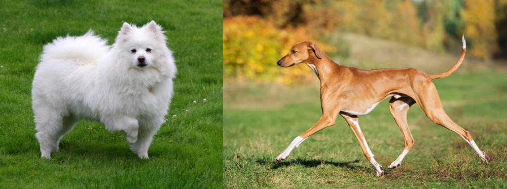 Azawakh vs American Eskimo Dog - Breed Comparison