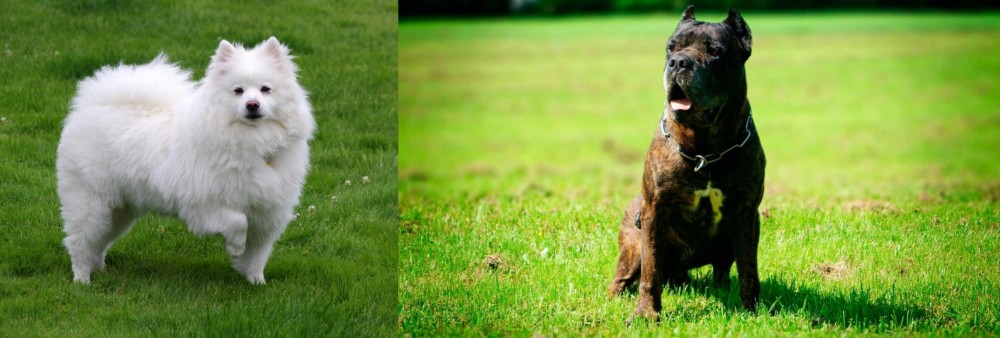 Bandog vs American Eskimo Dog - Breed Comparison