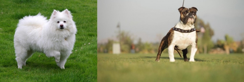 Bantam Bulldog vs American Eskimo Dog - Breed Comparison