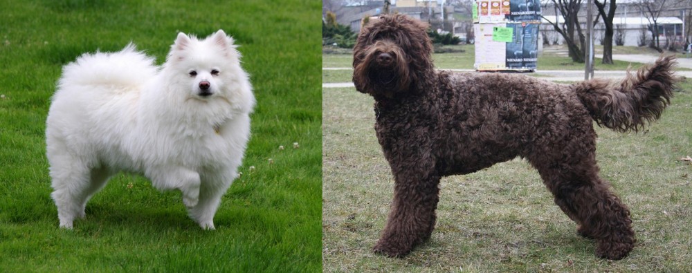 Barbet vs American Eskimo Dog - Breed Comparison