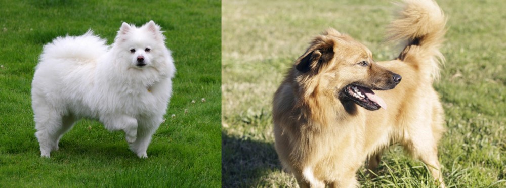 Basque Shepherd vs American Eskimo Dog - Breed Comparison