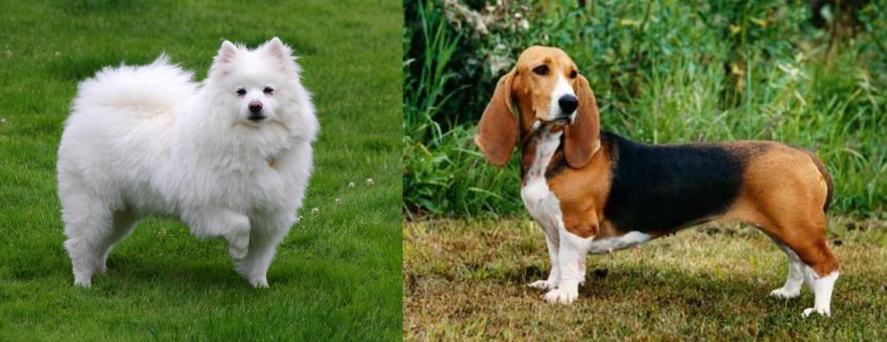 Basset Artesien Normand vs American Eskimo Dog - Breed Comparison